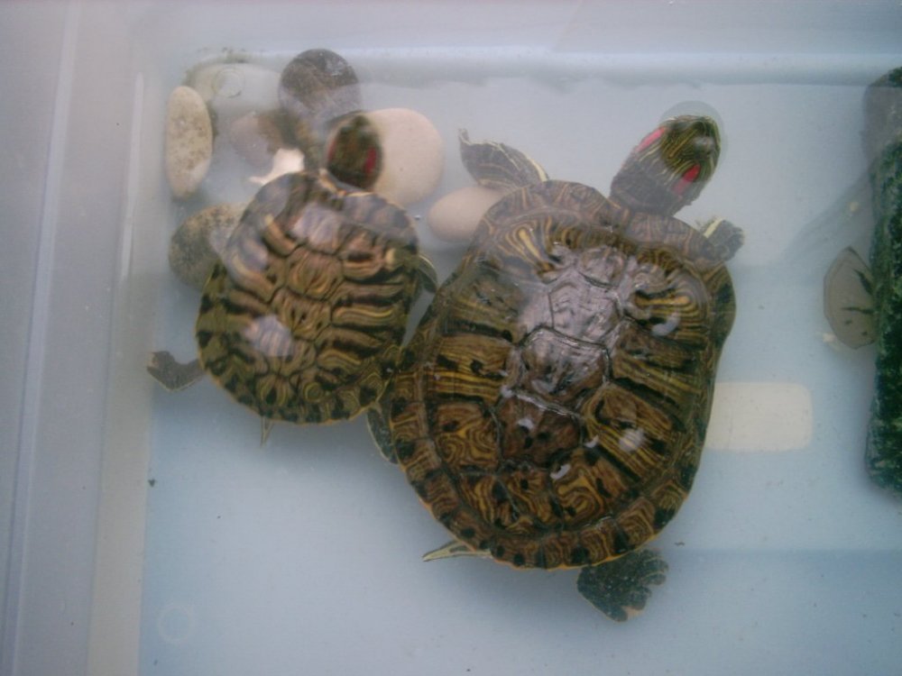 Черя и Малышка_12.JPG