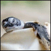 Turtle 5125