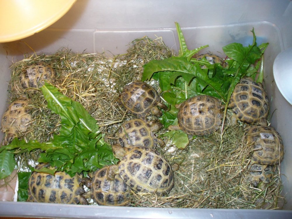 Agrionemys horsfieldii (72).JPG