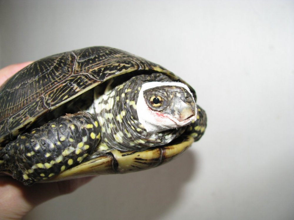 травма челюсти (9).JPG