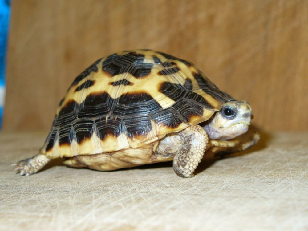 Pyxis arachnoides (39).JPG