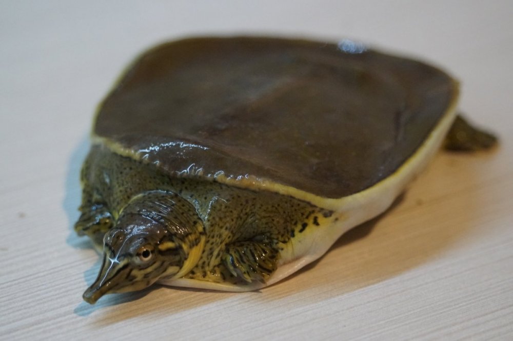 Apalone spinifera (20).JPG