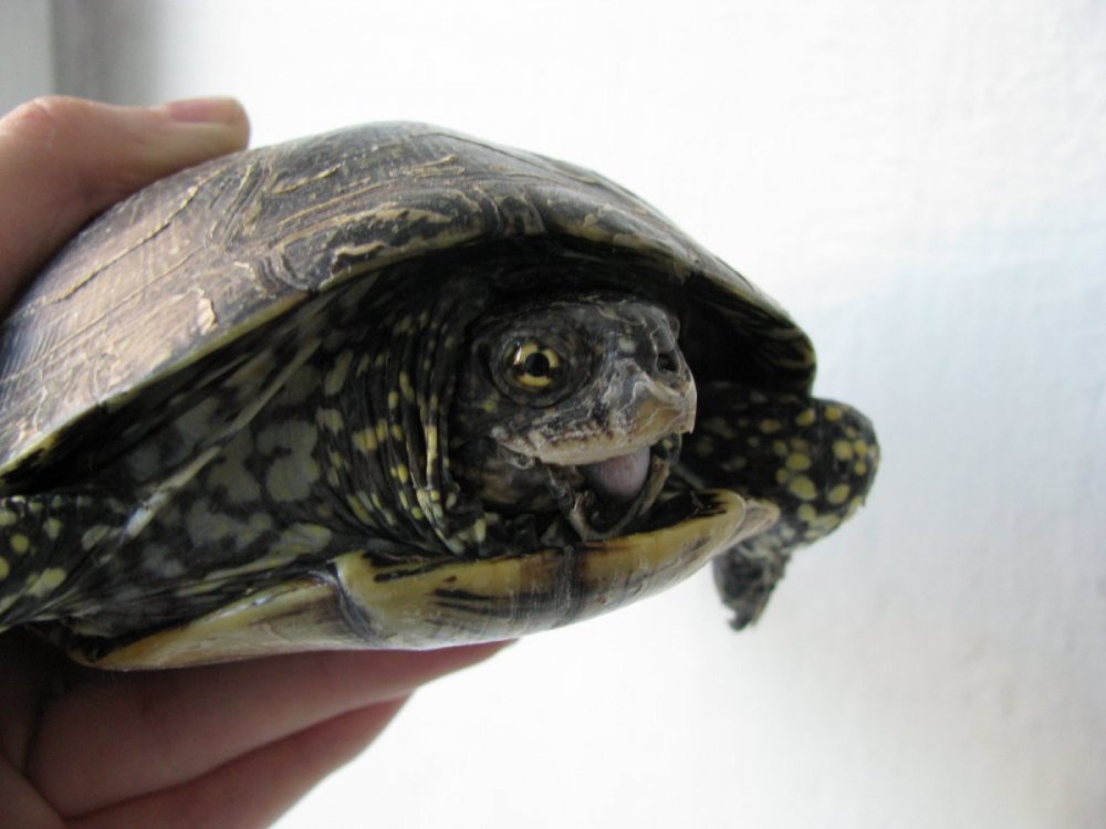 травма челюсти (1).JPG