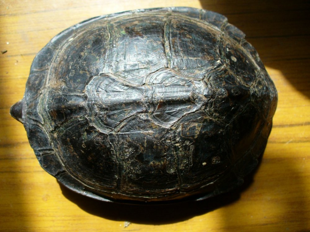 Siebenrockiella crassicollis (1).JPG