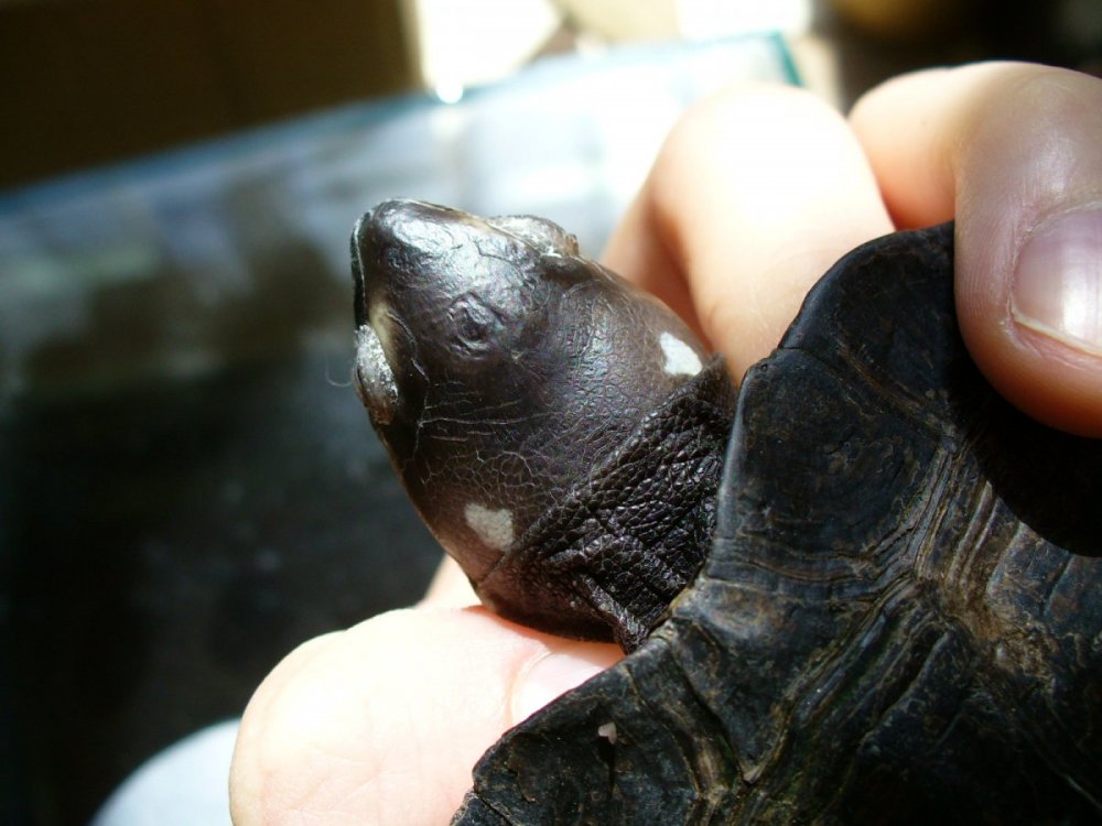 Siebenrockiella crassicollis (11).JPG