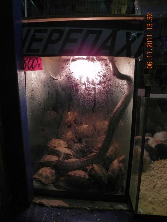 Птичка_6.11 (2).JPG