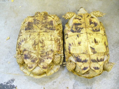 Malacochersus tornieri (40).JPG