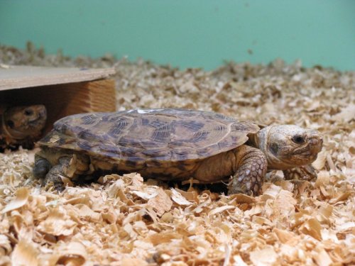 Malacochersus tornieri (1).JPG