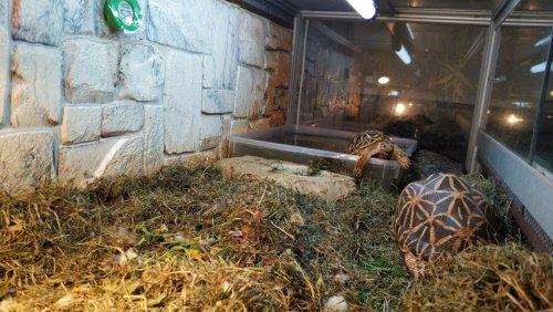 звезды (8).jpg