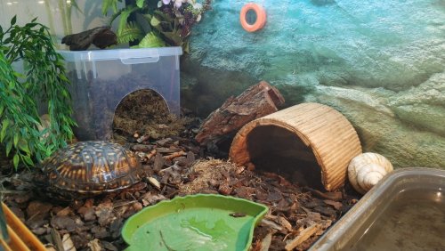 каролинки (4).jpg