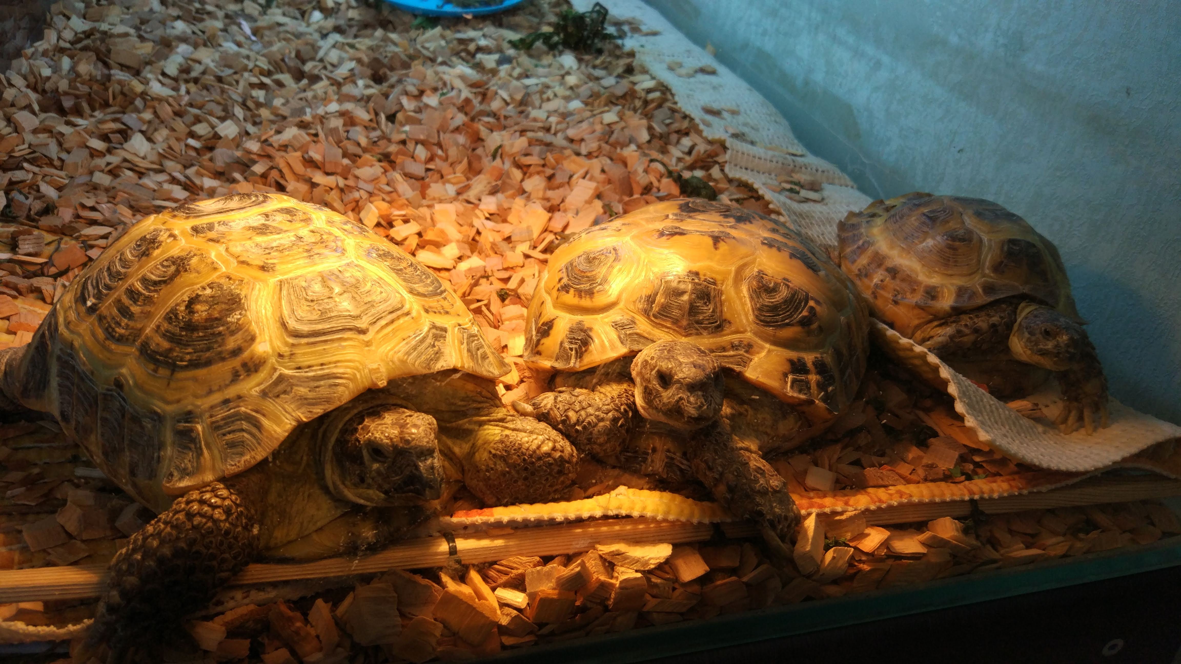Черепаха рост. Рост черепахи. Сухопутная черепаха 5 лет. 4 Черепахи. Сухопутная черепаха 10 лет.