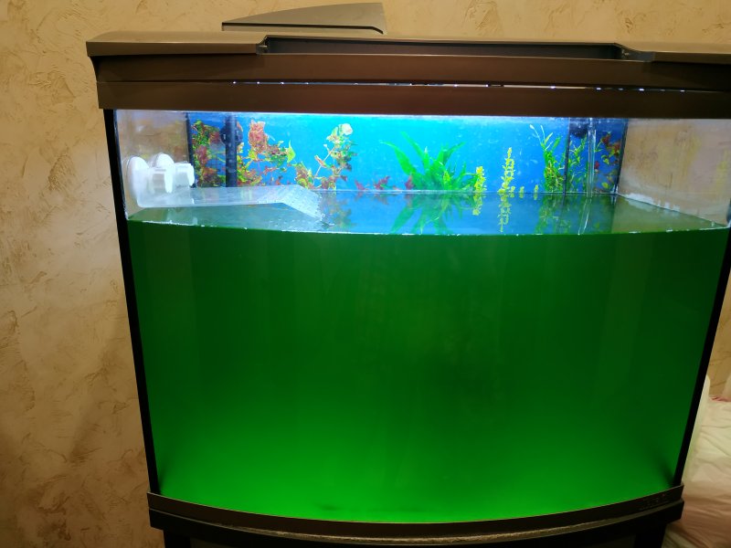 Почему аквариум быстро зеленеет. Зеленеют стенки аквариума. Быстрорастущий .аквариум. Чтобы аквариум не зеленел. Почему зеленеет аквариум с рыбками.