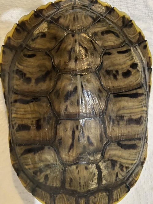 Лео и пятна.jpg