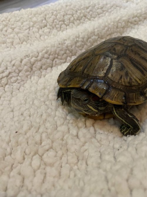 Лапы и мордочка.jpg