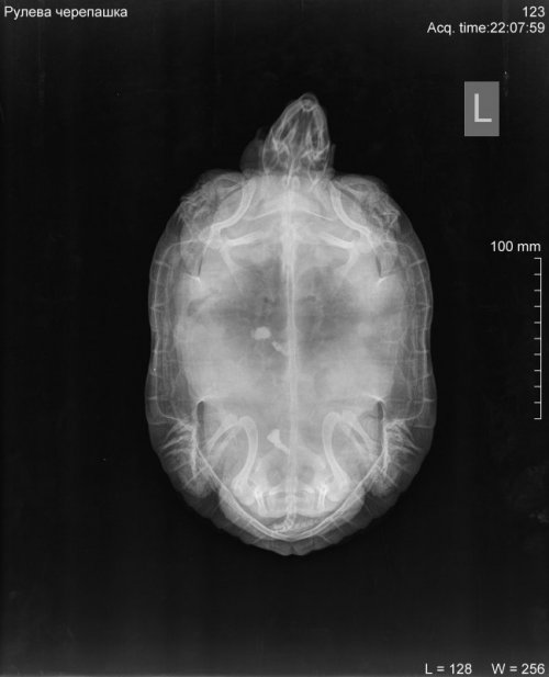 Рулева черепашка_DX_20200131_220759_1.jpg