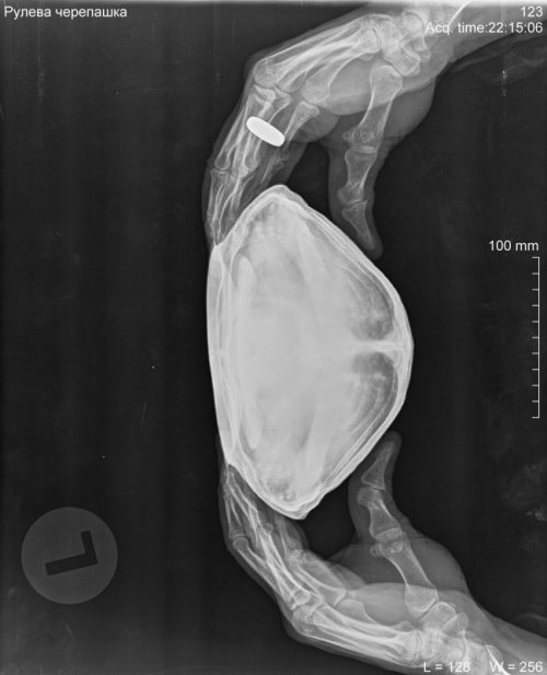 Рулева черепашка_DX_20200131_221506_1.jpg