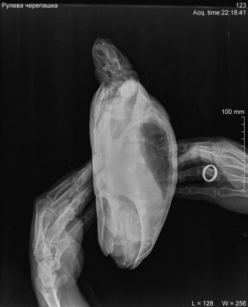 Рулева черепашка_DX_20200131_221841_1.jpg