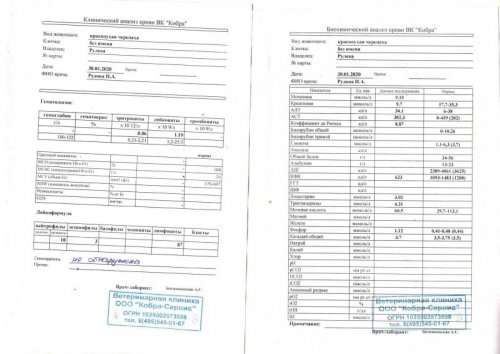 Рулева черепаха.jpg