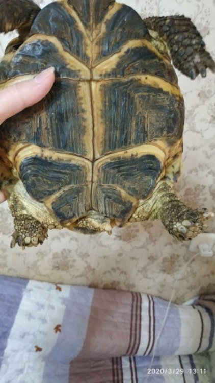 photo_2020-03-29_13-42-27 (3).jpg