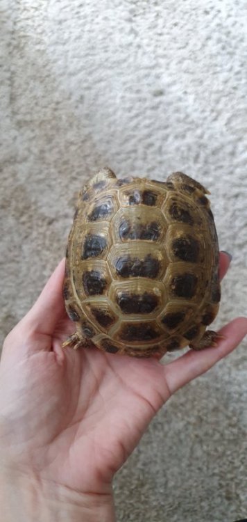 20200409_124239 (1).jpg