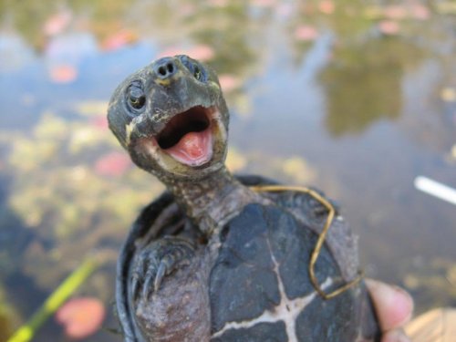 muskusnaya1.thumb.jpg.89add792d02e320bfb26b09d0927eddc.jpg
