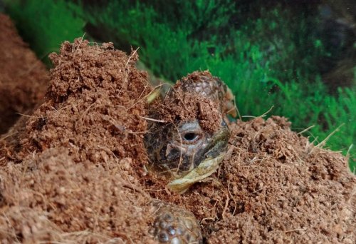 20200614_121300 — копия.jpg