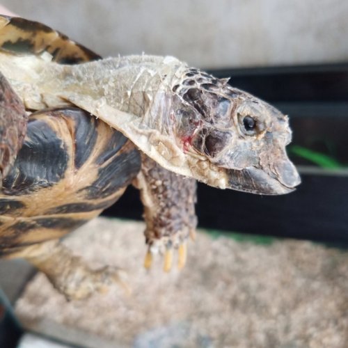 2020-07-16 16_52_05-Загрузки  _ IMG_20200716_162710.jpg [6_7] - Honeyview 5.33.jpg