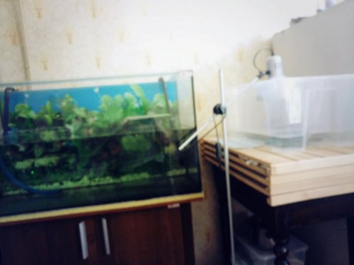 20200826_аквас и отсадник..jpg