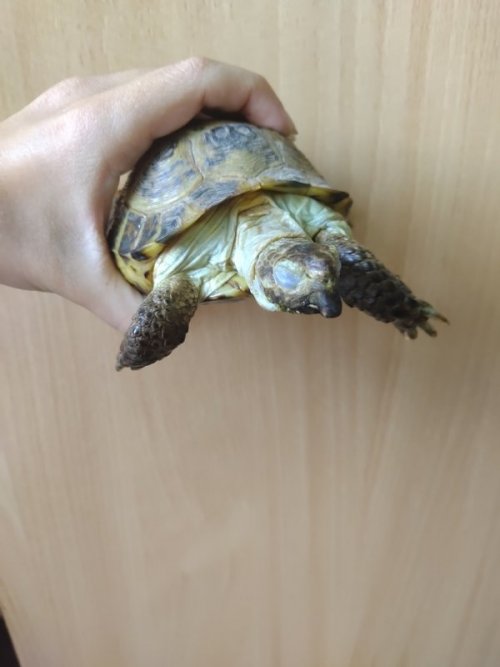 Черепаха3.jpg