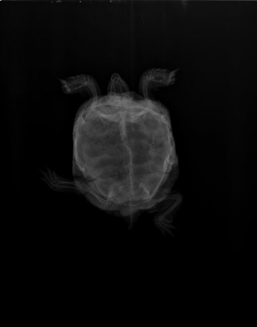 Пенелопа пластон.jpeg