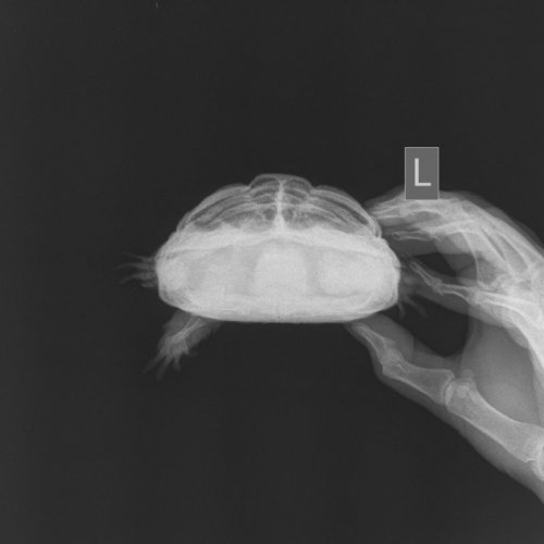 Скелет Мелкий  _ 10 kg-Пояснично-крестц. отд. LAT-02.10.2020-11_39_09-415.JPEG