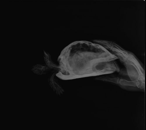 Пенелопа бок.jpeg