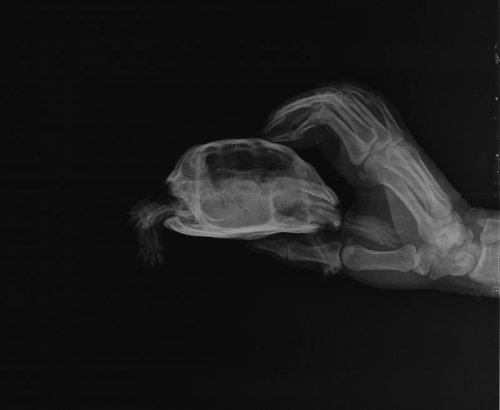 Эсмик бок.jpeg