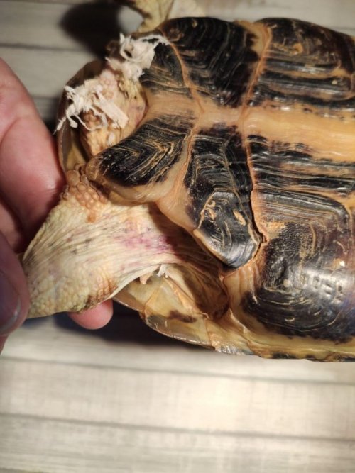 варя еще два.jpg