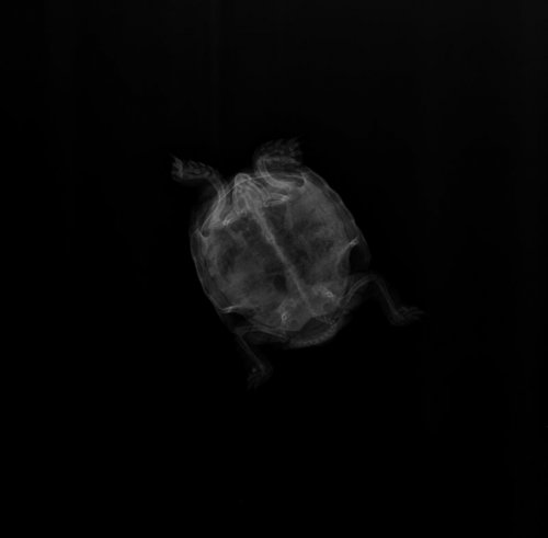 Эсмик пластон.jpeg