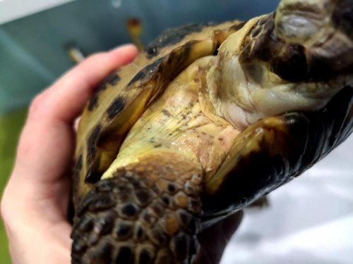 варя показать2.jpg