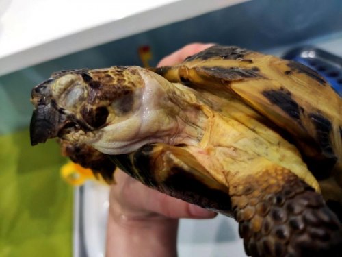 варя показать 1.jpg