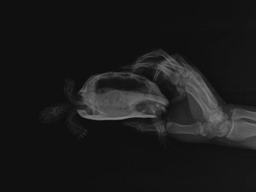 Мелок бок.jpeg