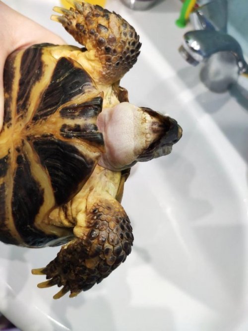 варя показать4.jpg