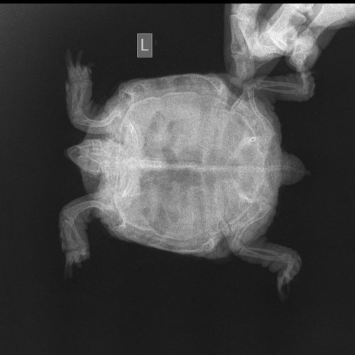 Скелет Мелкий  _ 10 kg-Пояснично-крестц. отд. LAT-02.10.2020-11_39_08-635.JPEG