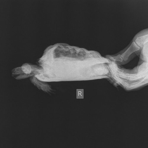 Скелет Мелкий  _ 10 kg-Пояснично-крестц. отд. VD-02.10.2020-11_39_10-148.JPEG