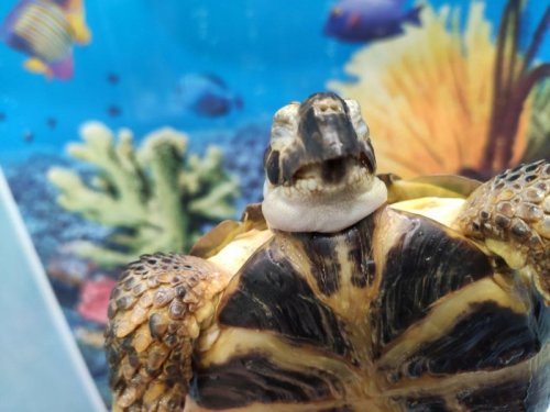 варя показать3.jpg