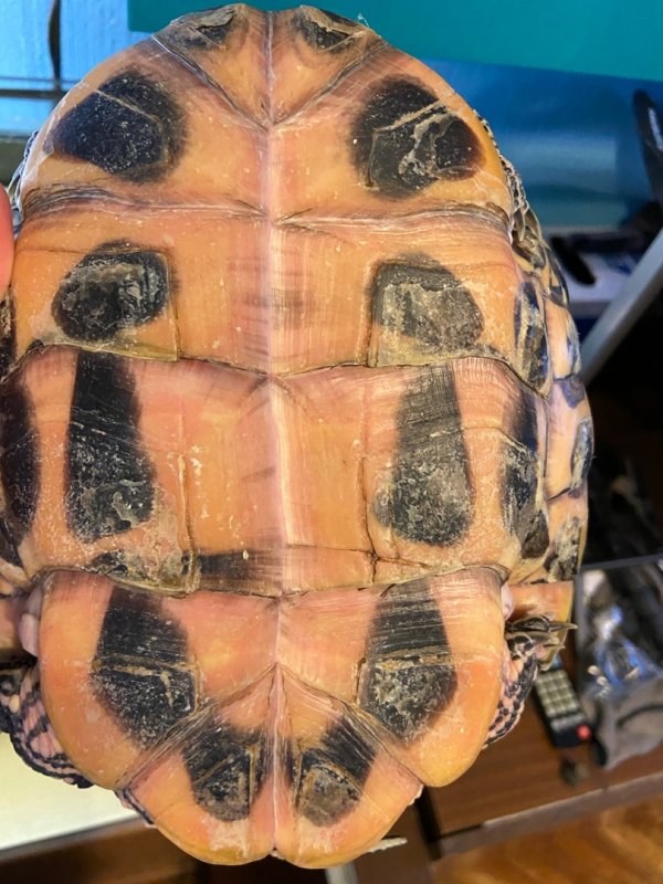 Мягкий панцирь у красноухой черепахи, что делать как лечмть