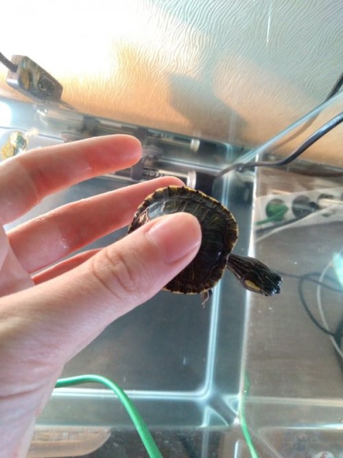 агрессор 3.jpg