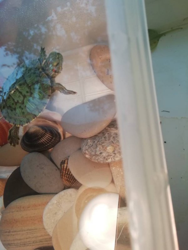 Умерла черепаха,весь день реву,как ненормальная! - ответов на форуме ростовсэс.рф ()