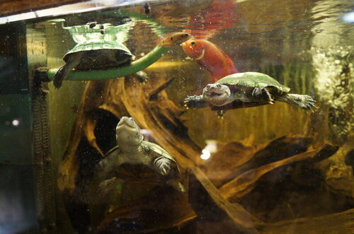 DSC07275_Pelomedusa subrufa.JPG