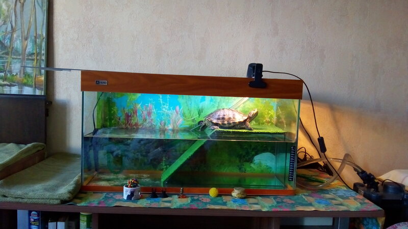 Мостик для черепахи купить в интернет-магазине для аквариумистов «fitdiets.ru»