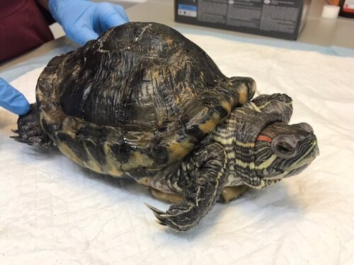 рахит_крч (7).jpg