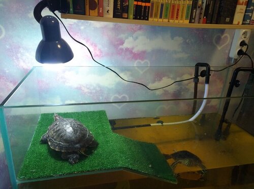 Аквариум с УФ-лампой_20220223_201719.jpg