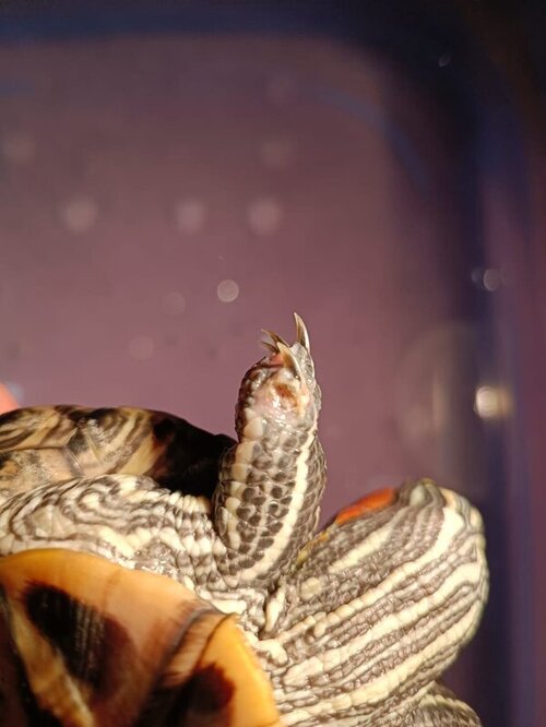 WhatsApp Image 2022-03-31 at 20.56.52 (7).jpeg